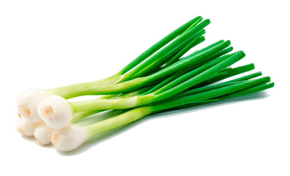 Cebolla Rama Tokio Long White