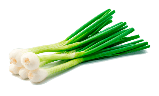 Cebolla Rama Tokio Long White