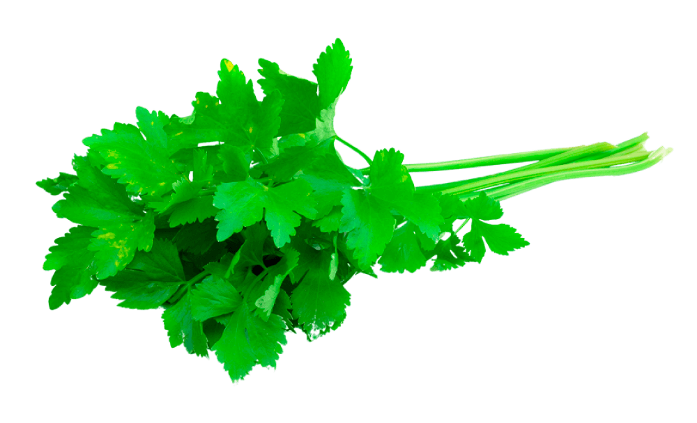 Cilantro EM 500 Slobolt