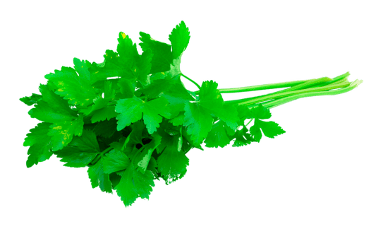 Cilantro EM 500 Slobolt
