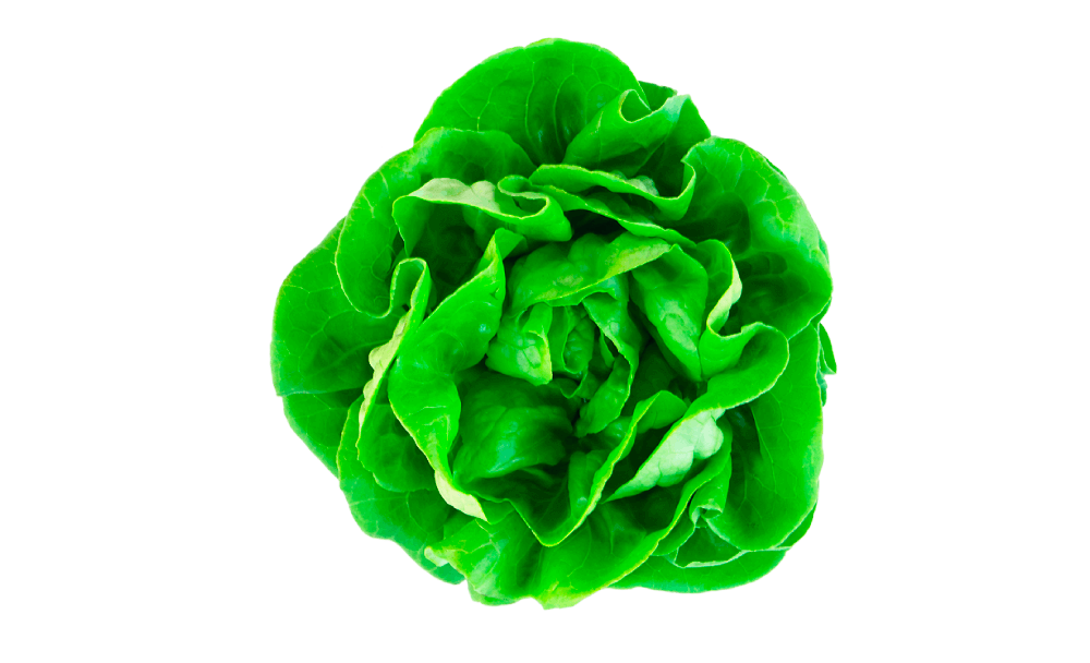 Lechuga Great Lakes 118