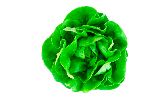 Lechuga Great Lakes 118