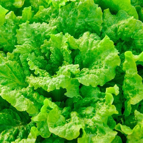 Lechuga Simpson Crespa